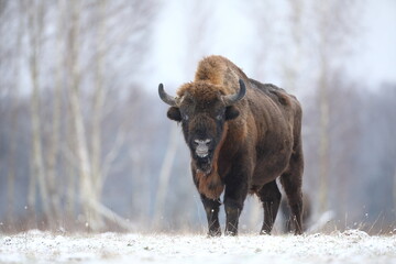 Żubr (Bos bonasus), wisent © Bartosz Rakoczy