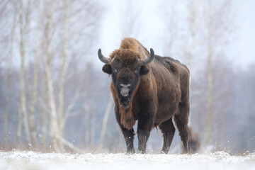 Żubr (Bos bonasus), wisent © Bartosz Rakoczy