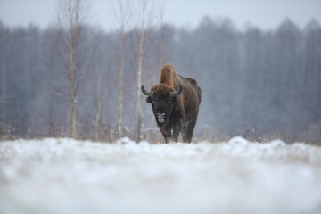 Żubr (Bos bonasus), wisent © Bartosz Rakoczy