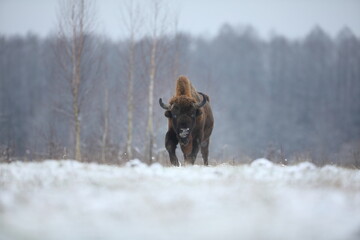 Żubr (Bos bonasus), wisent © Bartosz Rakoczy