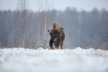 Żubr (Bos bonasus), wisent © Bartosz Rakoczy