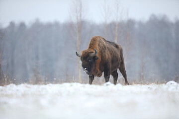 Żubr (Bos bonasus), wisent © Bartosz Rakoczy