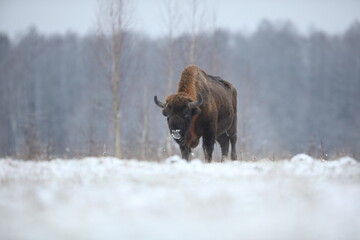 Żubr (Bos bonasus), wisent © Bartosz Rakoczy