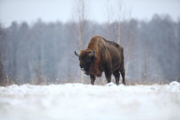 Żubr (Bos bonasus), wisent © Bartosz Rakoczy