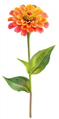 Vibrant Orange and Yellow Zinnia Flower Watercolor Painting