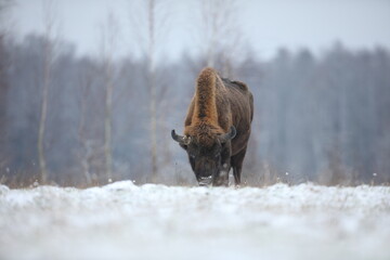 Żubr (Bos bonasus), wisent © Bartosz Rakoczy