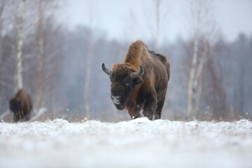 Żubr (Bos bonasus), wisent © Bartosz Rakoczy