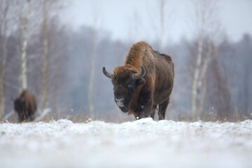Żubr (Bos bonasus), wisent © Bartosz Rakoczy