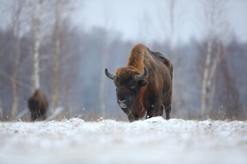 Żubr (Bos bonasus), wisent © Bartosz Rakoczy