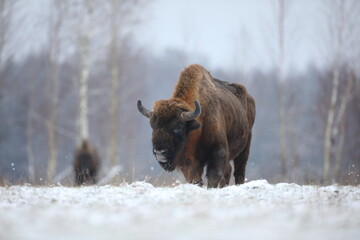 Żubr (Bos bonasus), wisent © Bartosz Rakoczy