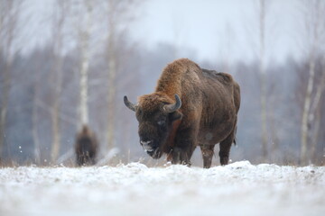 Żubr (Bos bonasus), wisent © Bartosz Rakoczy