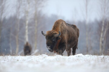 Żubr (Bos bonasus), wisent © Bartosz Rakoczy