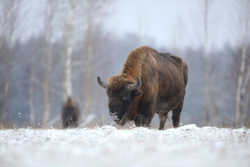 Żubr (Bos bonasus), wisent © Bartosz Rakoczy