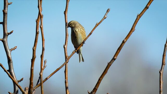 (Acanthis cannabina) a small songbird from the finch family.