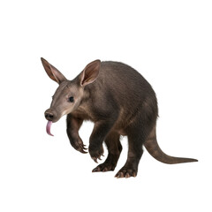 Aardvark on high quality transparent background png