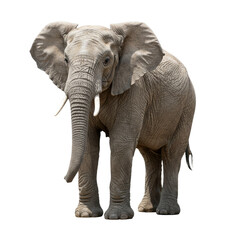 Obraz premium African Bush Elephant on high quality transparent background png