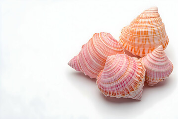 Obraz premium Group of colorful seashells