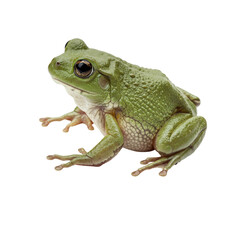 Obraz premium African Clawed Frog on high quality transparent background png