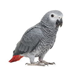 Naklejka premium African Grey Parrot on high quality transparent background png