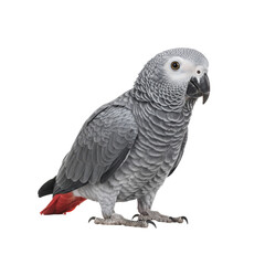 Fototapeta premium African Grey Parrot on high quality transparent background png