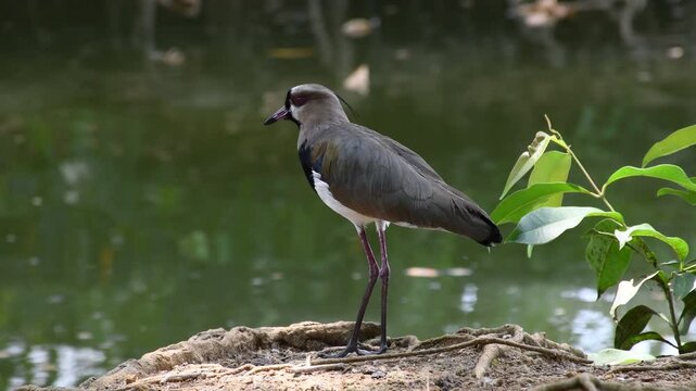 Southern Lapwing Vanellus chilensis standing by the water's edge . High quality 4k footage