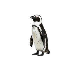 Obraz premium African Penguin on high quality transparent background png