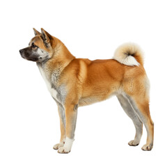 Akita on high quality transparent background png