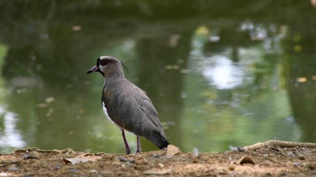 Southern Lapwing Vanellus chilensis, also known as tero, pellar, peyar, quero-quero, or treile, standing by the shore of a river, lake, or pond. High quality 4k footage
