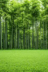Lush bamboo forest with a grassy field