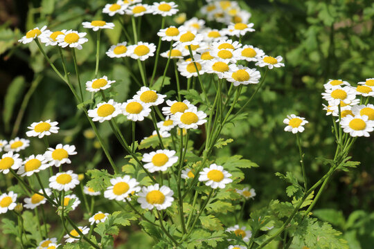 Tanacetum parthenium blooms in nature
