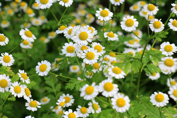 Tanacetum parthenium blooms in nature