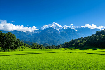 Obraz premium Lush green rice paddies stretch beneath snow-capped mountains