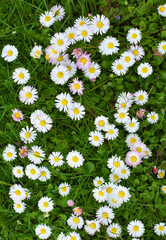 Marguerite (Bellis perennis) bloom in nature