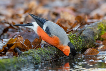 Bullfinch at a watering hole in an oak forest in spring without snow.