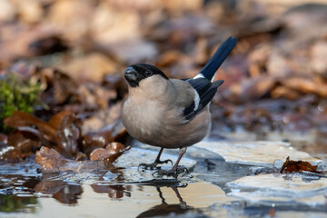 A female bullfinch at a watering hole in an oak forest in spring without snow.