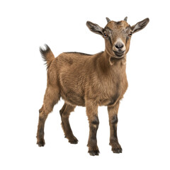 Fototapeta premium American Pygmy Goat on high quality transparent background png