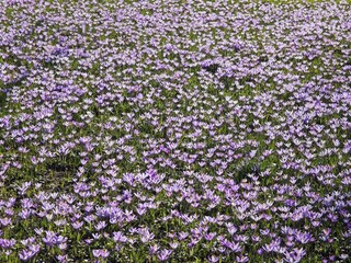 Krokuswiese
