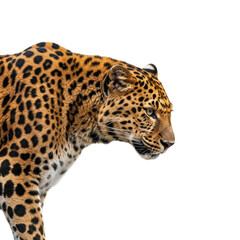 Fototapeta premium Amur Leopard on high quality transparent background png