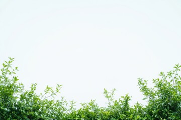 青空の下に広がる緑の葉々が織りなす穏やかな風景