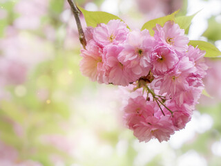 Close-up of blossoming sakura branch with delicate pink petals against soft bokeh background....