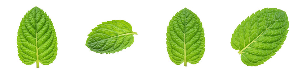 Obraz premium Set of Single Mint Leaf