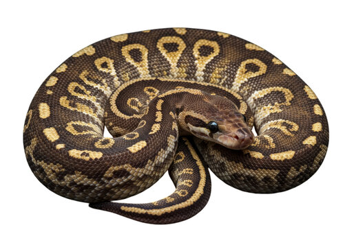 Ball Python on high quality transparent background png