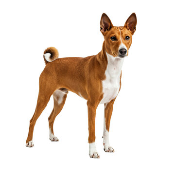 Basenji Dog on high quality transparent background png