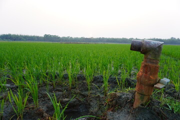 The irrigation water pump in the paddy field for irrigation