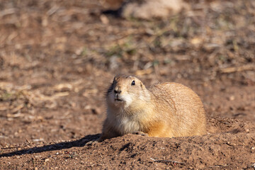 Prairie dog in arid land of rural Texas.
