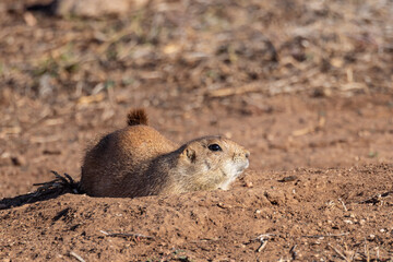 Prairie dog in arid land of rural Texas.