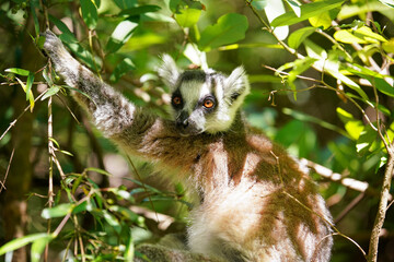 Ring-tailed lemur (Lemur catta) sitting on tree in their natural habitat Madagascar forest, closeup detail