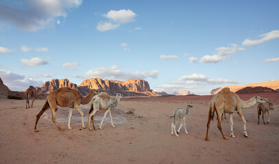 Group of camels on orange sandy Wadi Rum desert, mountains background