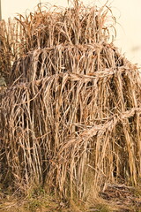 winterfest verknotetes Ziergras