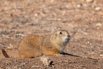 Prairie dog in arid land of rural Texas.